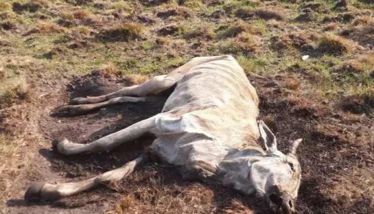 V Deo Figueir O Gado Morre De Fome E Pecuarista Multado Em R